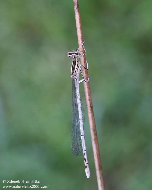 Šidélko brvonohé, Platycnemis pennipes, zygoptera (Vážky, Odonata)